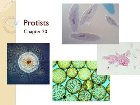 Protists Chapter 20.