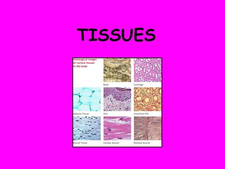 TISSUES. Tissues are a group of cells that have a specialized structure and function. They commonly combine to form organs.