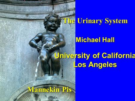 The Urinary System Michael Hall University of California Los Angeles Mannekin Pis.