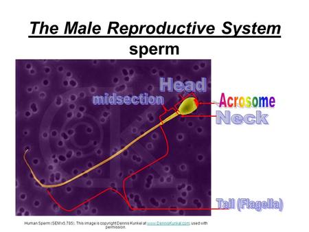 The Male Reproductive System sperm