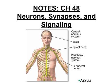 NOTES: CH 48 Neurons, Synapses, and Signaling
