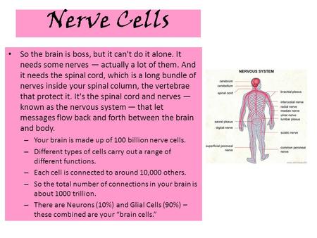 Nerve Cells So the brain is boss, but it can't do it alone. It needs some nerves — actually a lot of them. And it needs the spinal cord, which is a long.