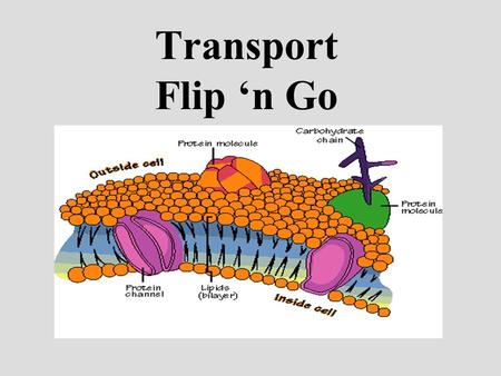 Transport Flip ‘n Go. FOLLOW THESE INSTRUCTIONS EXACTLY. COPY THE QUESTION OR QUESTIONS ON EACH SLIDE. THINK ABOUT THE ANSWER OR REVIEW YOUR NOTES FOR.