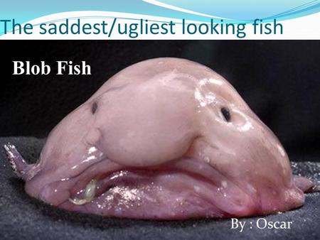 The saddest/ugliest looking fish