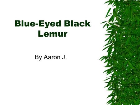 Blue-Eyed Black Lemur By Aaron J..