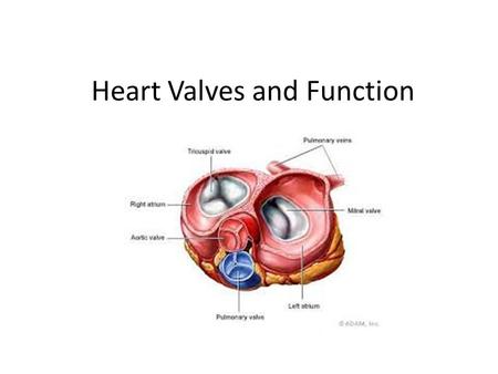 Heart Valves and Function. Objective: Student will be able to identify the name and function of structures within the heart.