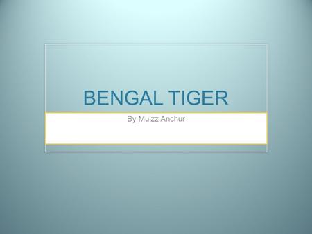 BENGAL TIGER By Muizz Anchur.