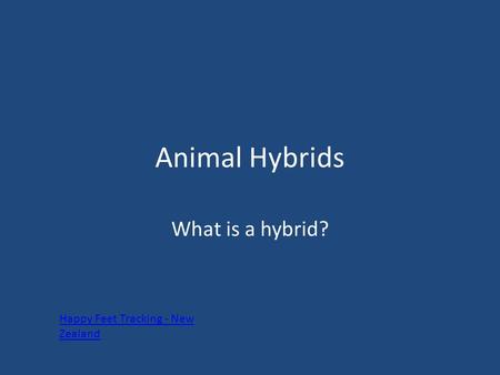 Animal Hybrids What is a hybrid? Happy Feet Tracking - New Zealand.