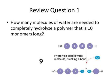 Review Question 1 How many molecules of water are needed to completely hydrolyze a polymer that is 10 monomers long? 9.