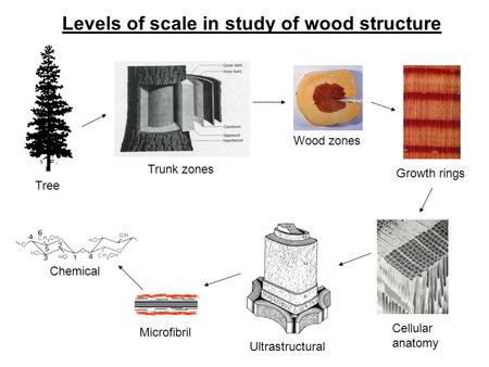 Tree Trunk zones Wood zones Growth rings Cellular anatomy Microfibril Chemical Ultrastructural Levels of scale in study of wood structure.