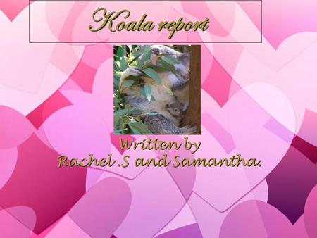 Koala report Written by Rachel.S and Samantha. Written by Rachel.S and Samantha.