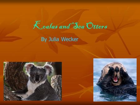 Koalas and Sea Otters By Julia Wecker. Koalas eat eucalyptus leaves which is their favorite food. A lot of people think koalas are cute bears. But their.