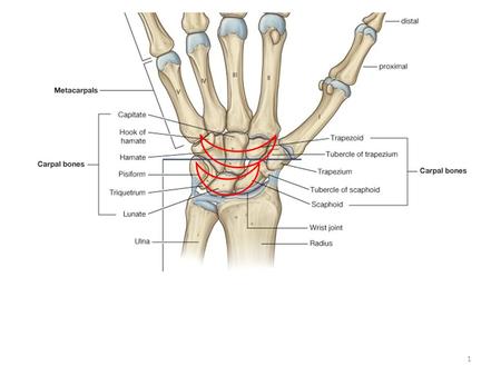 Movements? Midcarpal joint Radiocarpal joint Wrist joint Carpal joints.