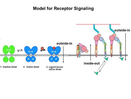 Model for Receptor Signaling outside-in inside-out outside-in.