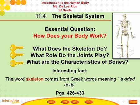 11.4 The Skeletal System Essential Question: How Does your Body Work? What Does the Skeleton Do? What Role Do the Joints Play? What are the Characteristics.