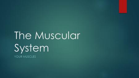 The Muscular System YOUR MUSCLES. Functions of the Muscular System  A muscle is made of strong tissue that can contract in an orderly way.  When a muscle.