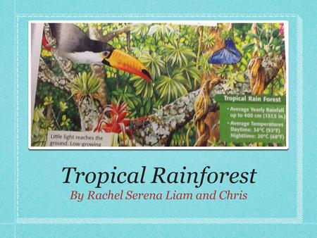 Tropical Rainforest By Rachel Serena Liam and Chris.
