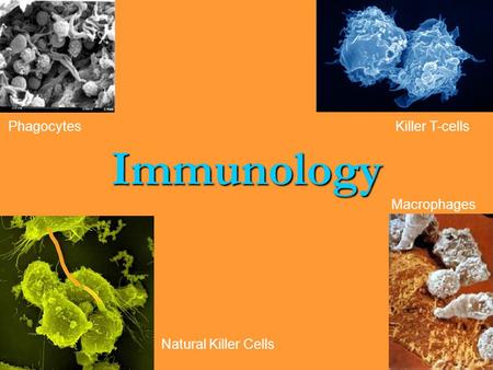 Immunology PhagocytesKiller T-cells Macrophages Natural Killer Cells.