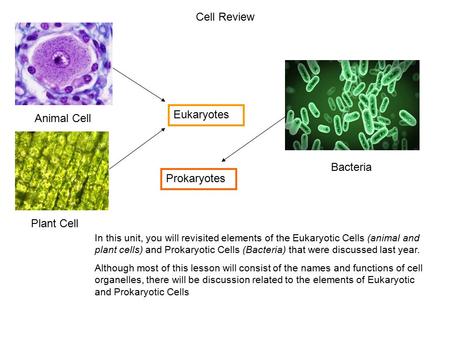 Cell Review Eukaryotes Animal Cell Bacteria Prokaryotes Plant Cell