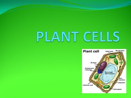 .. Plant cells can vary in shape, size, and function but they all have features in common. With a microsope these are the things you could see: Cell Wall.