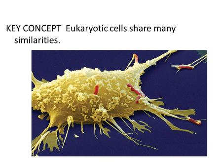 KEY CONCEPT Eukaryotic cells share many similarities.
