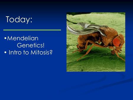 Today: Mendelian Genetics! Intro to Mitosis?. Gregor Mendel, 1822-1884 The “Father” of Genetics?