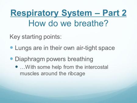 Respiratory System – Part 2 How do we breathe? Key starting points: Lungs are in their own air-tight space Diaphragm powers breathing …With some help from.