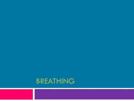 BREATHING. Breathing  During inhalation, air is sucked into the lungs as the chest cavity enlarges and air pressure inside the lungs fall below outside.