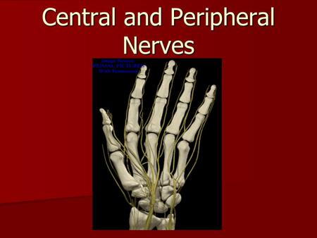 Central and Peripheral Nerves. Spinal Cord Gray Matter White Matter.