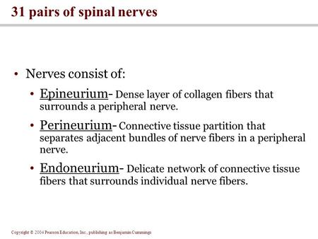 31 pairs of spinal nerves Nerves consist of: