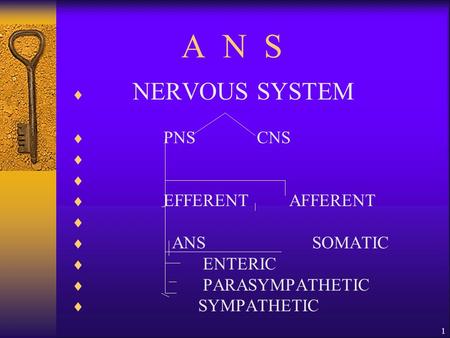 1 A N S  NERVOUS SYSTEM  PNS CNS   EFFERENT AFFERENT   ANS SOMATIC  ENTERIC  PARASYMPATHETIC  SYMPATHETIC.