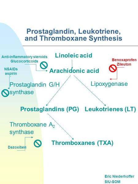 Prostaglandin, Leukotriene, and Thromboxane Synthesis Eric Niederhoffer SIU-SOM Linoleic acid Thromboxane A 2 synthase Lipoxygenase Arachidonic acid Prostaglandin.