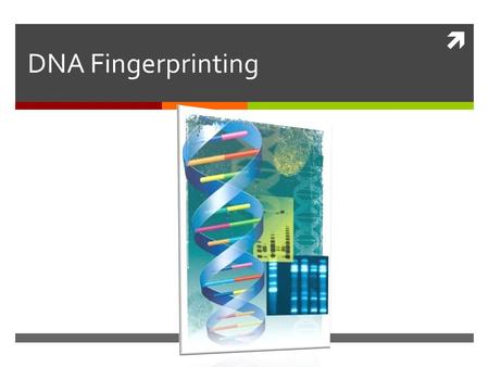  DNA Fingerprinting. Variation in Human DNA  Of 3 billion nucleotides in human DNA more than 99% are identical  Of 1% that are different  significant.