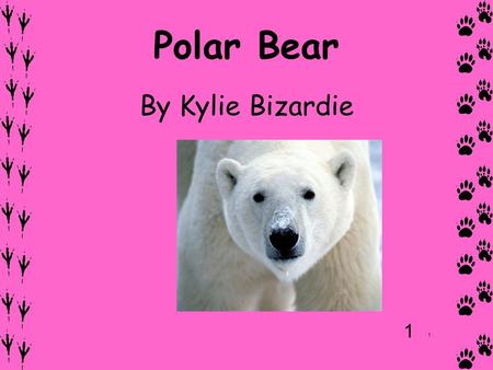 Polar Bear By Kylie Bizardie 1 1. Contents Title page page 1 Description page 2 Habitat page 3 Diet page 4 Other facts page 5 Survival page 6 Bibliography.