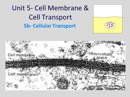 Unit 5- Cell Membrane & Cell Transport