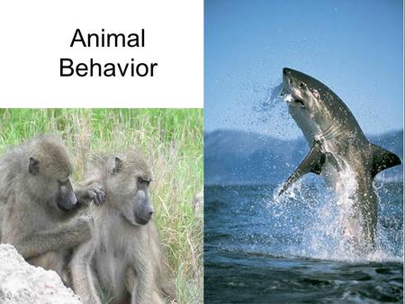 Animal Behavior. Behavior Behavior is action that alters the relationship between an organism and its environment Results from: –An external stimulus.