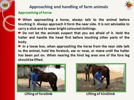 Approaching and handling of farm animals Approaching of horse When approaching a horse, always talk to the animal before touching it. Always approach it.