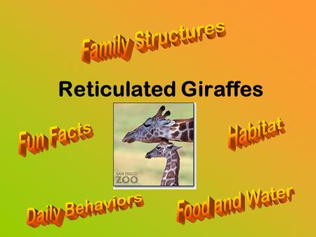 Reticulated Giraffes Family Structures Habitat Fun Facts