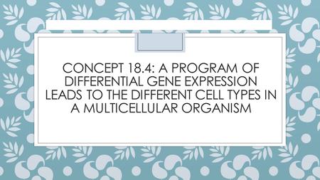 Concept 18.4: A program of differential gene expression leads to the different cell types in a multicellular organism.
