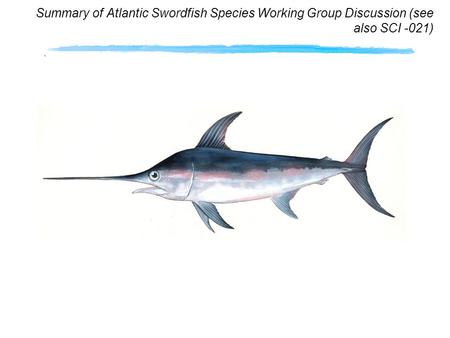 Summary of Atlantic Swordfish Species Working Group Discussion (see also SCI -021)