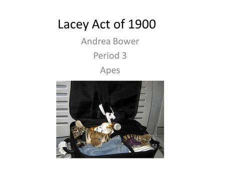 Lacey Act of 1900 Andrea Bower Period 3 Apes. Lacey Act of 1900 Draft year: 1900 Amendment year: May 22, 2008 International.