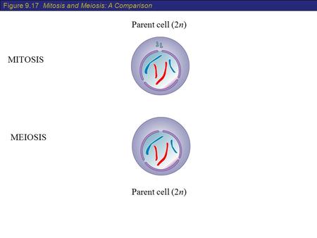 Parent cell (2n) MITOSIS MEIOSIS Parent cell (2n)