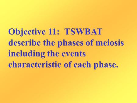 Objective 11: TSWBAT describe the phases of meiosis including the events characteristic of each phase.