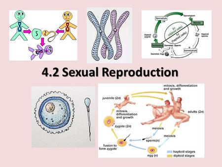 4.2 Sexual Reproduction. Agenda Asexual vs Sexual reproduction Haploid and Diploid cells Meiosis: outcomes & differences from mitosis How gametes are.