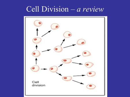 Cell Division – a review. Cell Cycle Control: What happens at each checkpoint? M = mitosis (nuclear division) C = cytokinesis (cytoplasmic division) G.
