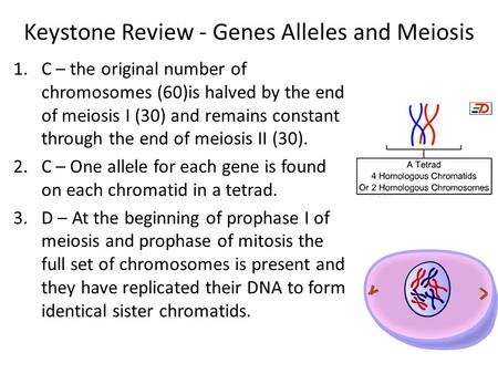 Keystone Review - Genes Alleles and Meiosis 1.C – the original number of chromosomes (60)is halved by the end of meiosis I (30) and remains constant through.