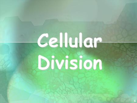 1 Cellular Division. 2 Cell Division All cells are derived from pre- existing cells All cells are derived from pre- existing cells New cells are produced.