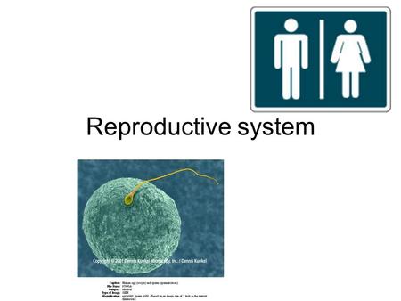 Reproductive system. Human reproductive system –Produces, stores, nourishes and transports functional gametes Fertilization –Fusion of sperm and immature.