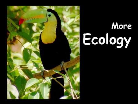 More Ecology. WHAT IS ECOLOGY? Ecology- the scientific study of interactions between organisms and their environments, focusing on energy transfer Ecology.