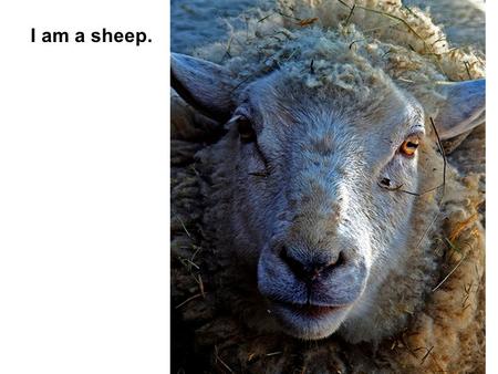 I am a sheep.. I need a Shepherd. We are all sheep.